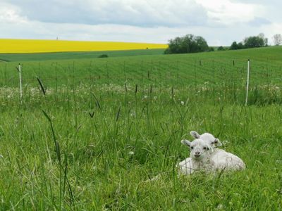 Frisch geborene Lämmer liegen im hohen Gras auf der Weide