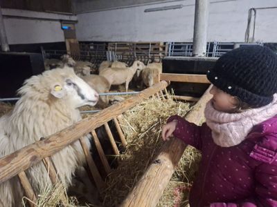 Kinder und Schafwolle