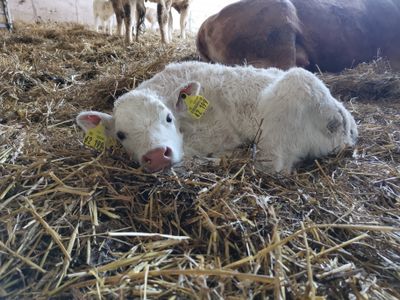 Frisch geborenes Kalb liegt im Stroh