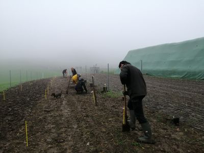 VereinsmitgliederInnen beim Pflanzen der Heckensträucher