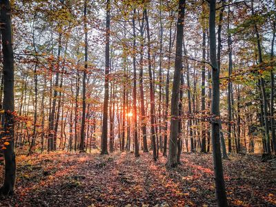 Wald
