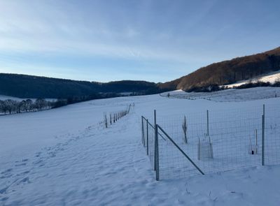 Agroforstanlage im Schnee