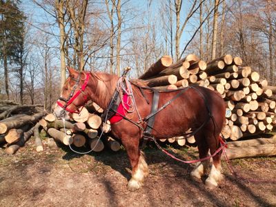 Foto von Pferd